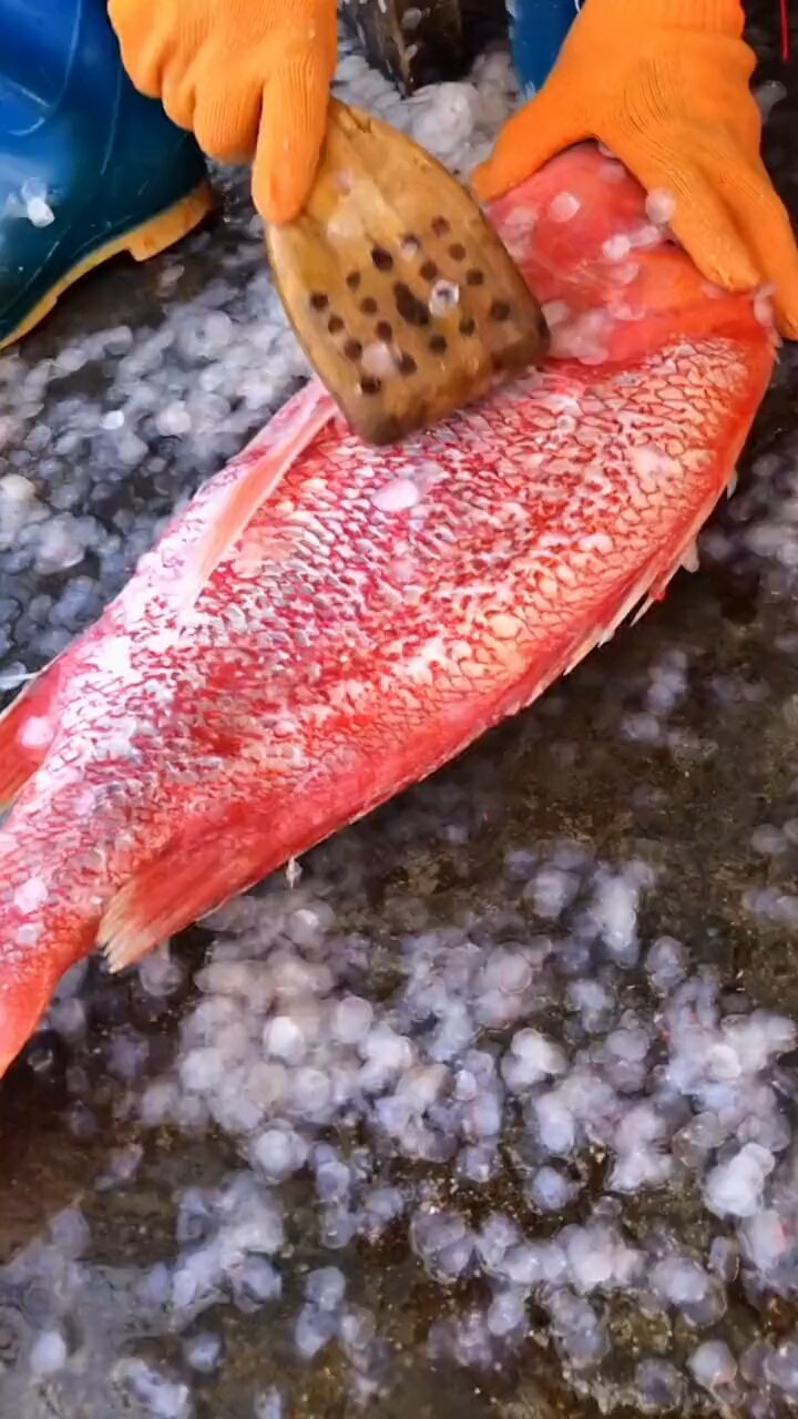 深海红鱼红红火火!