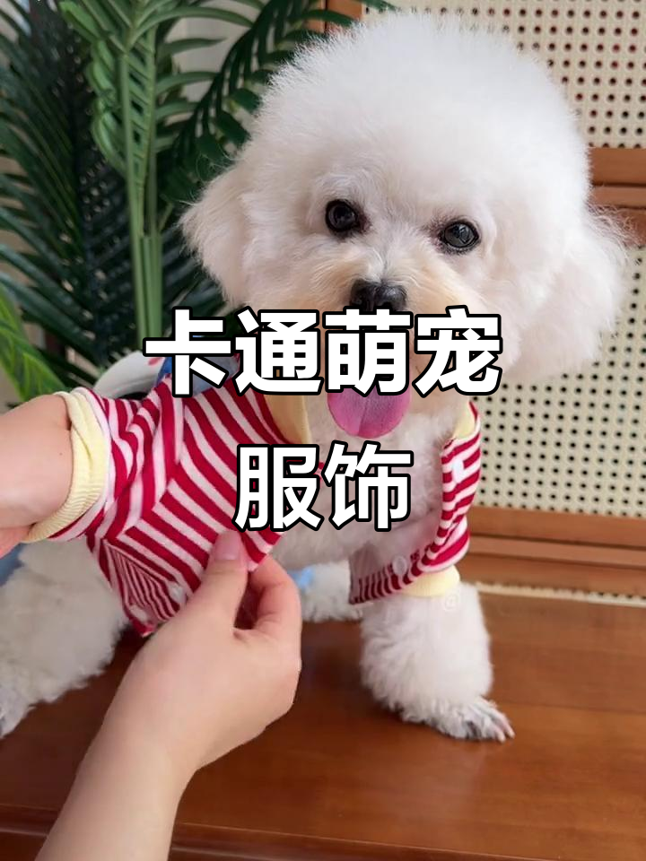 找到超萌卡通衣服,狗狗猫咪穿上都可爱,遛狗更方便!