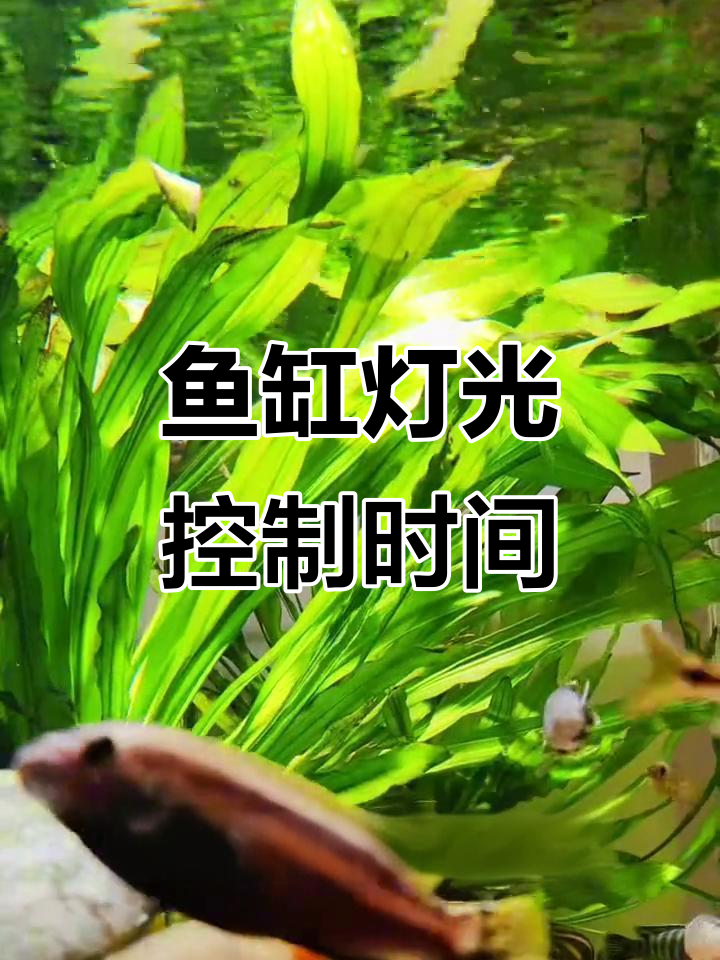 鱼缸补光灯开多久最合适?避免藻类过度繁殖