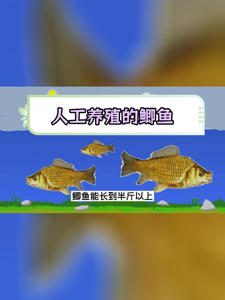 鲫鱼为何越来越没味?可能是杂交品种