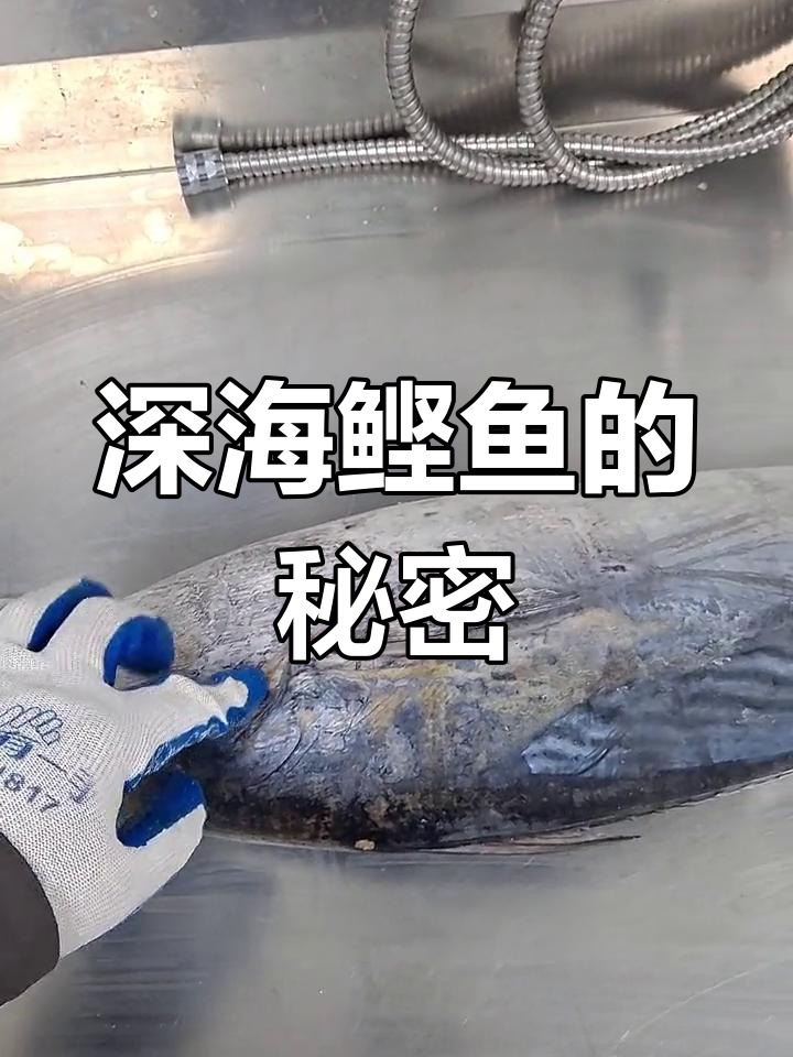 深海鲣鱼,神秘又独特的美味,快来一探究竟!