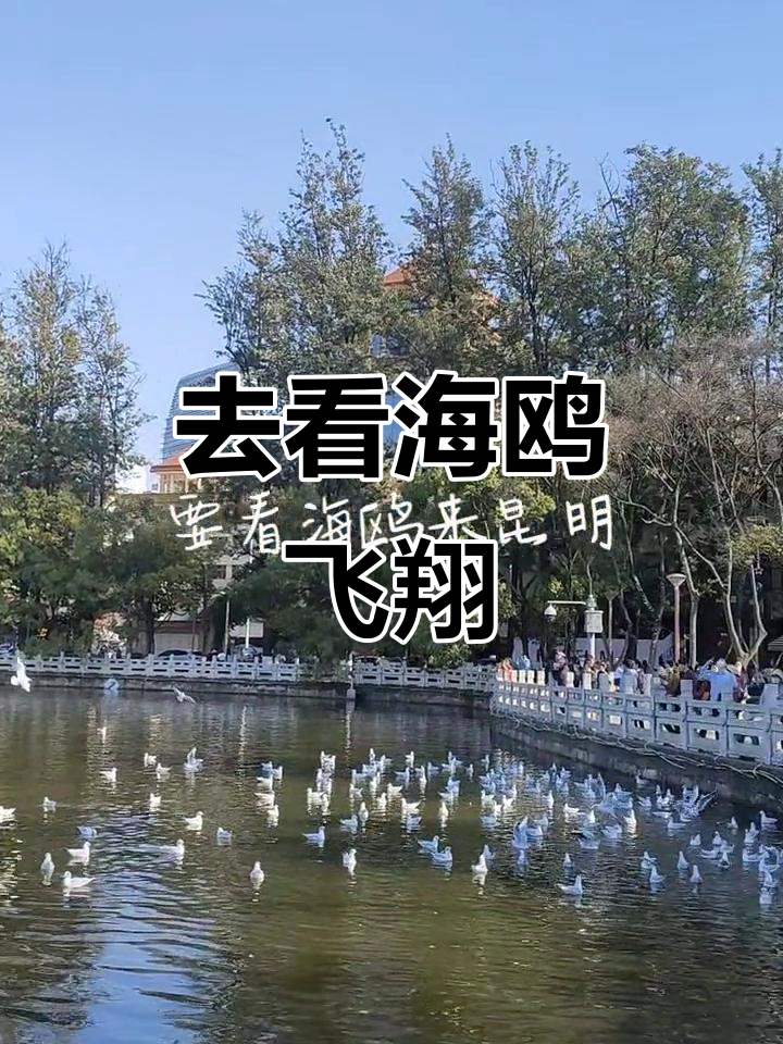 海鸥飞翔,带你感受大自然的魅力