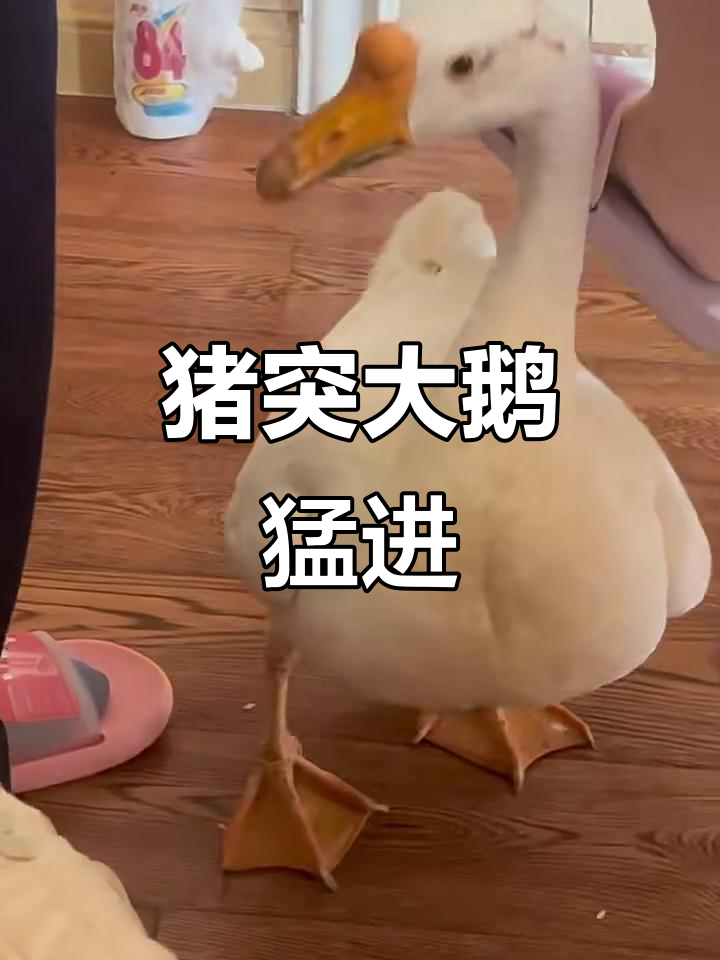 大鹅咬人记仇,客户肩头遭“猛烈攻击”