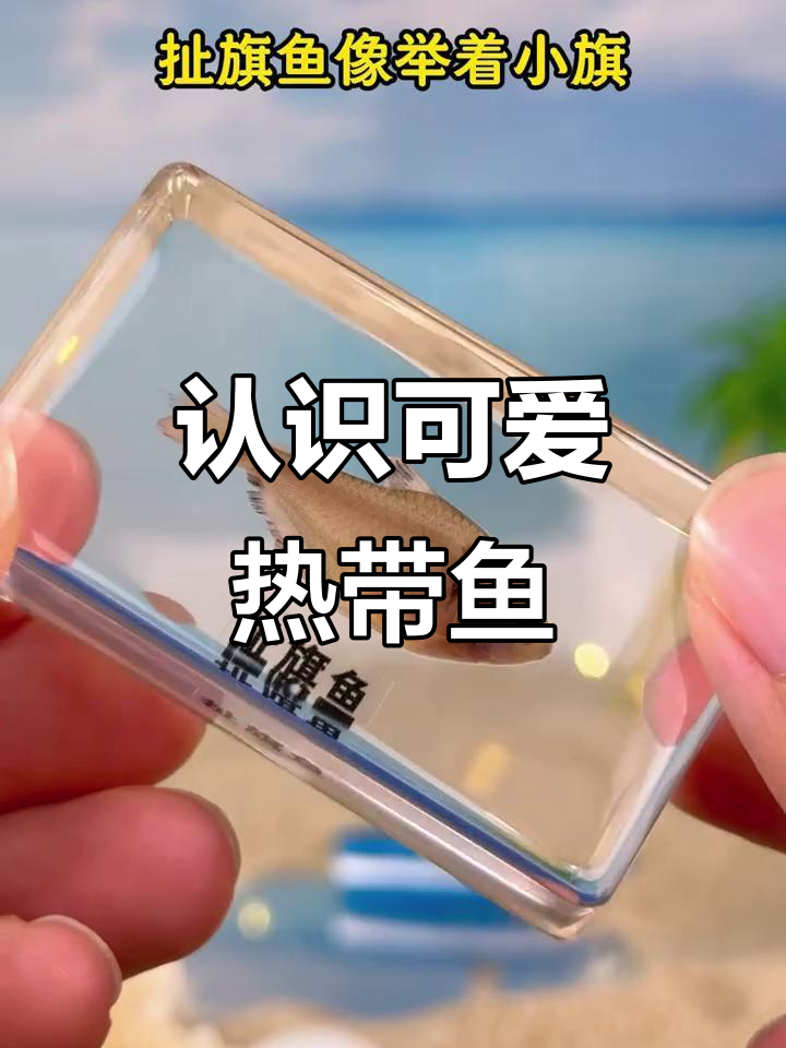 热带鱼大揭秘:这些美丽又有趣的鱼类你了解吗?