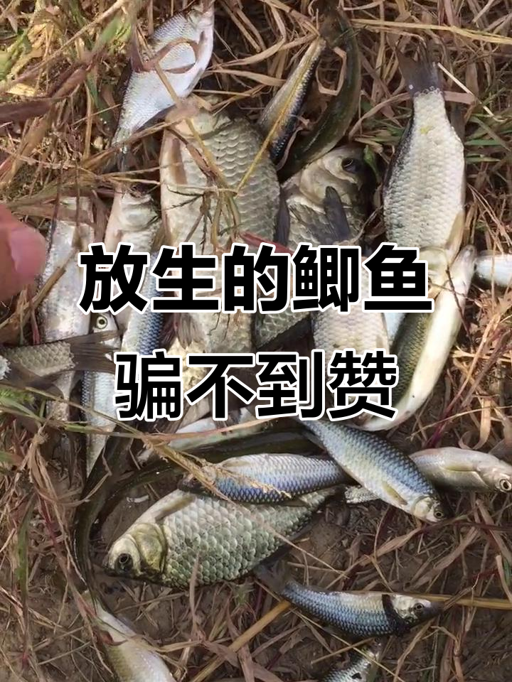 钓到最大鲫鱼,放生小鱼苗却没换来点赞?