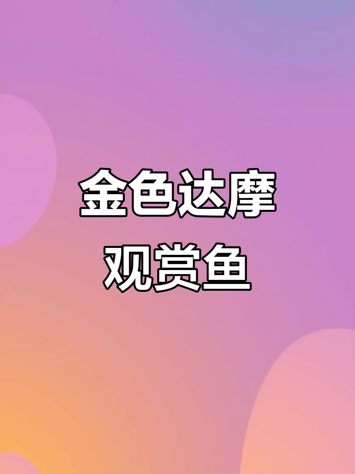 黄金达摩:24K异形鱼,性格温和又独特