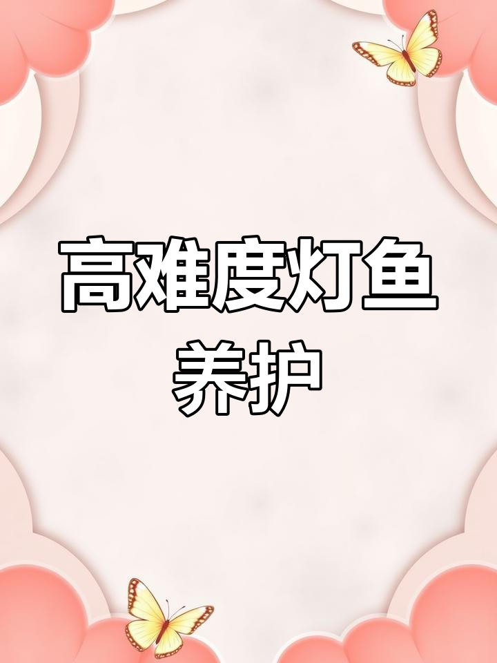 范特西火焰刚果灯鱼饲养指南