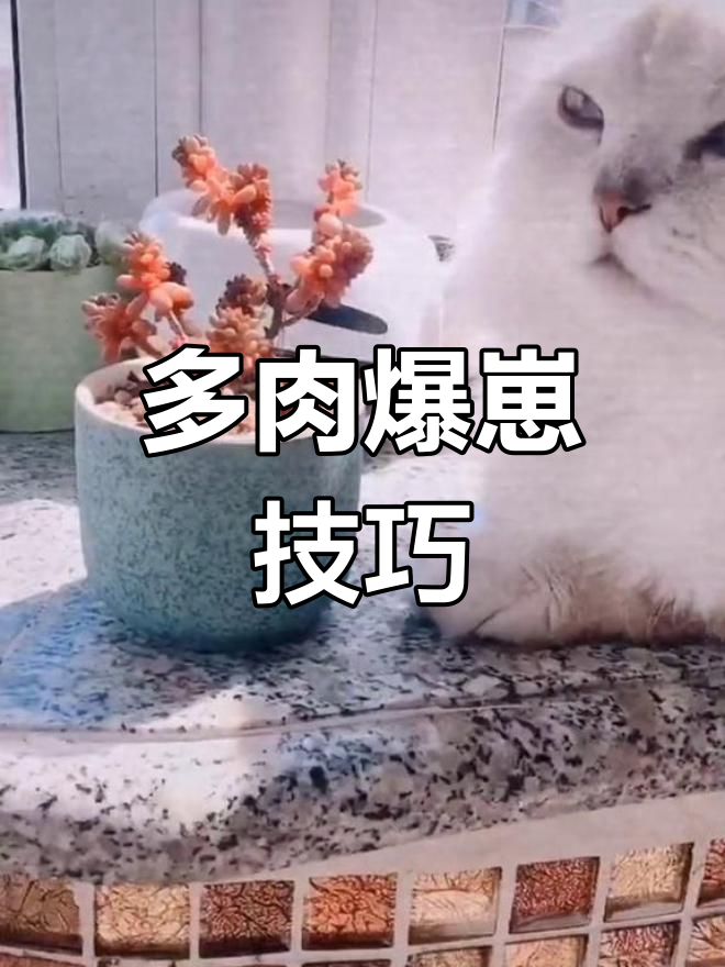 红色浆果多肉爆崽秘诀:清理枯死气根