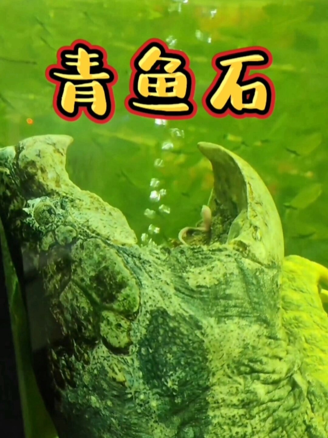 做红烧鱼之前一定记得先把鱼石取出来