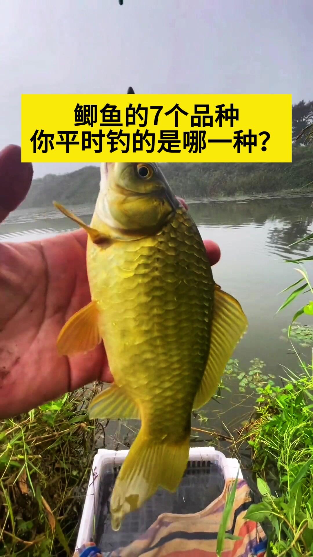 钓鲫鱼常见的7个品种