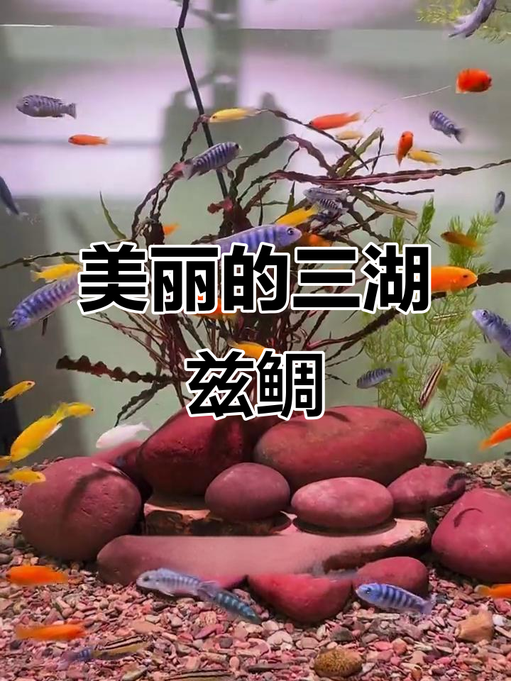 三湖兹鲷,美丽绝伦的观赏鱼,色彩斑斓令人陶醉