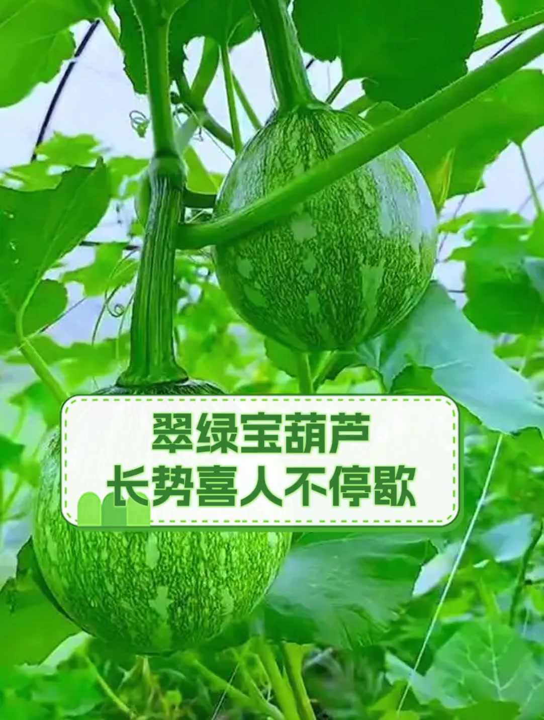 翠绿宝葫芦,长势喜人不停歇