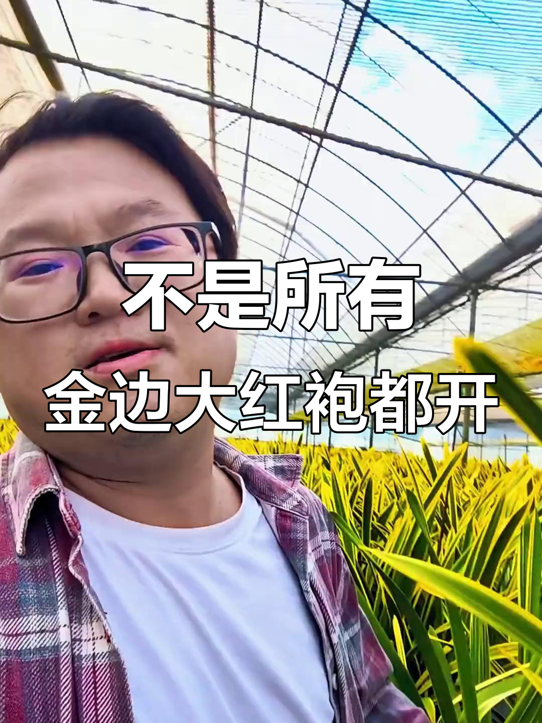 金边大红袍并非都能开花,基地里的兰花还在待嫁中