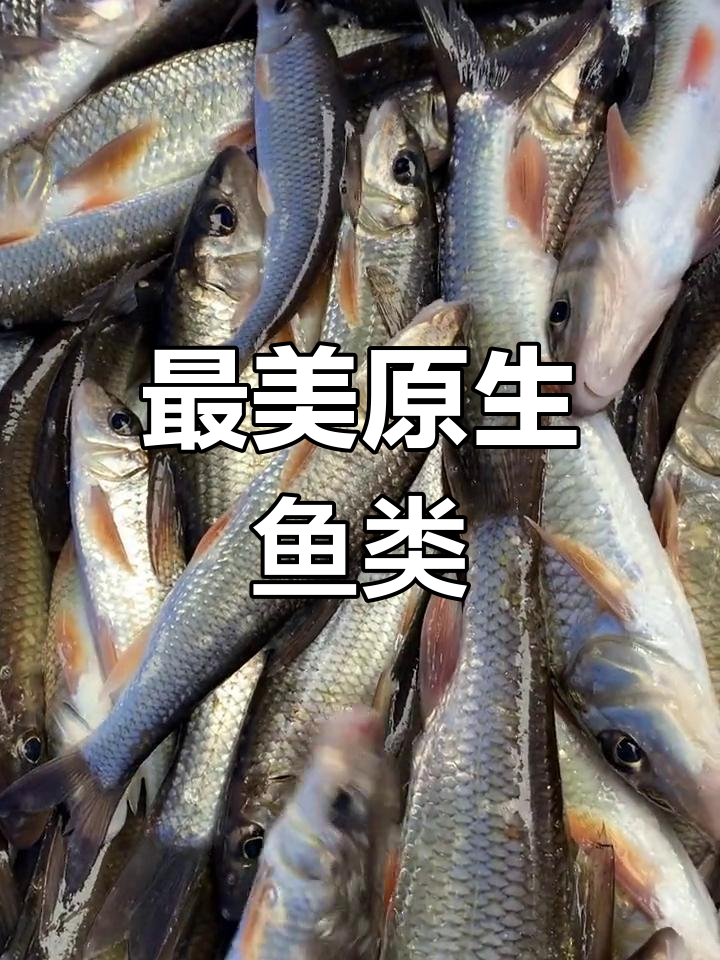 野生沙沟鱼与棍子鱼的魅力
