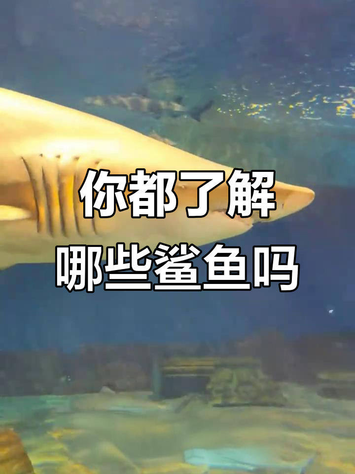 9种鲨鱼大揭秘,看看你认识几种?