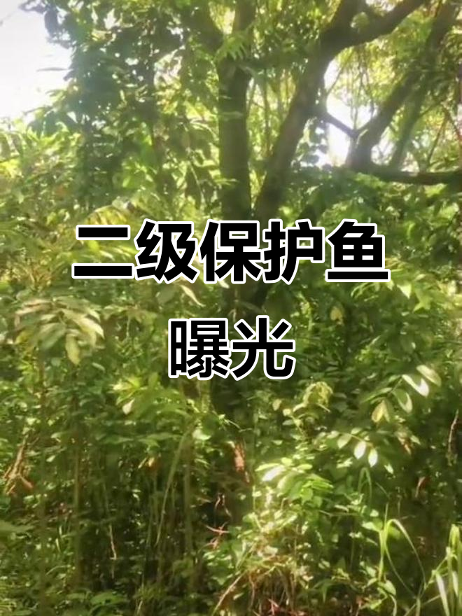 潮汕野生鱼大揭秘,二级保护动物惊现街头