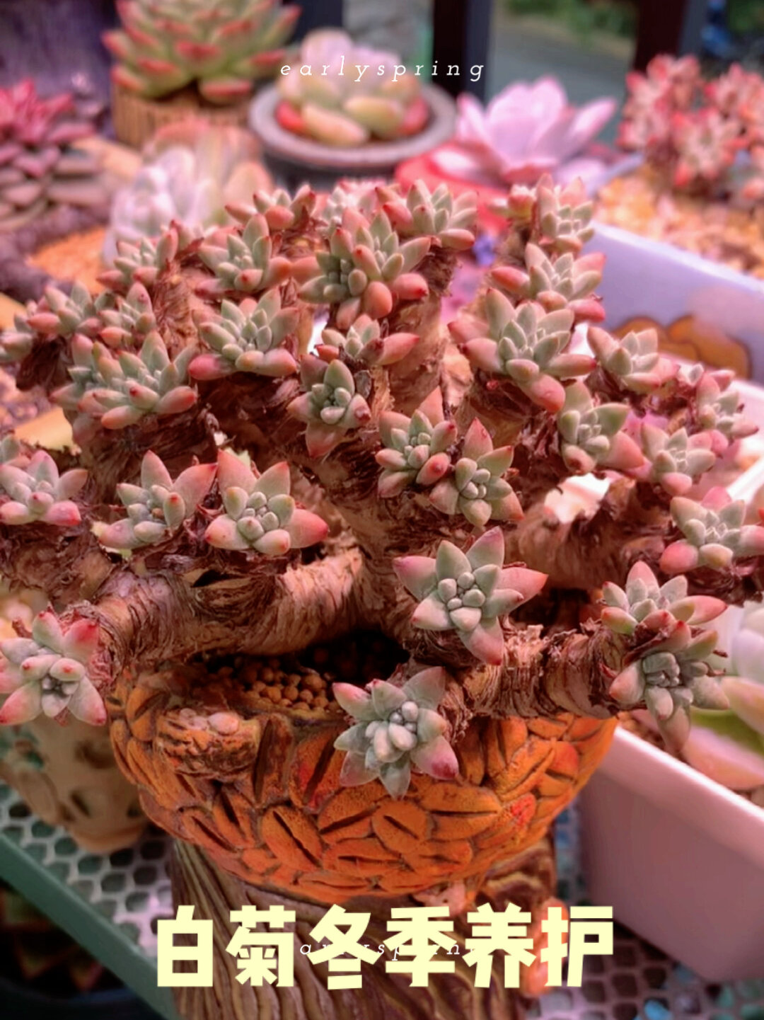 冬季可入手多肉白菊吗?白菊冬季养护分享