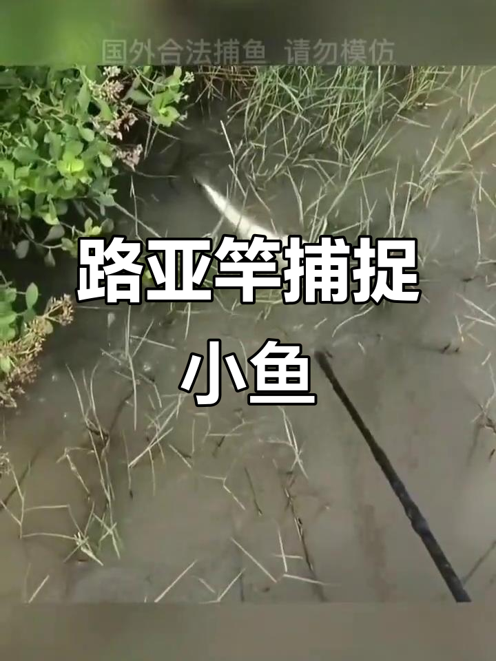 新能源路亚竿捕鱼大作战,轻松抓获小罗非