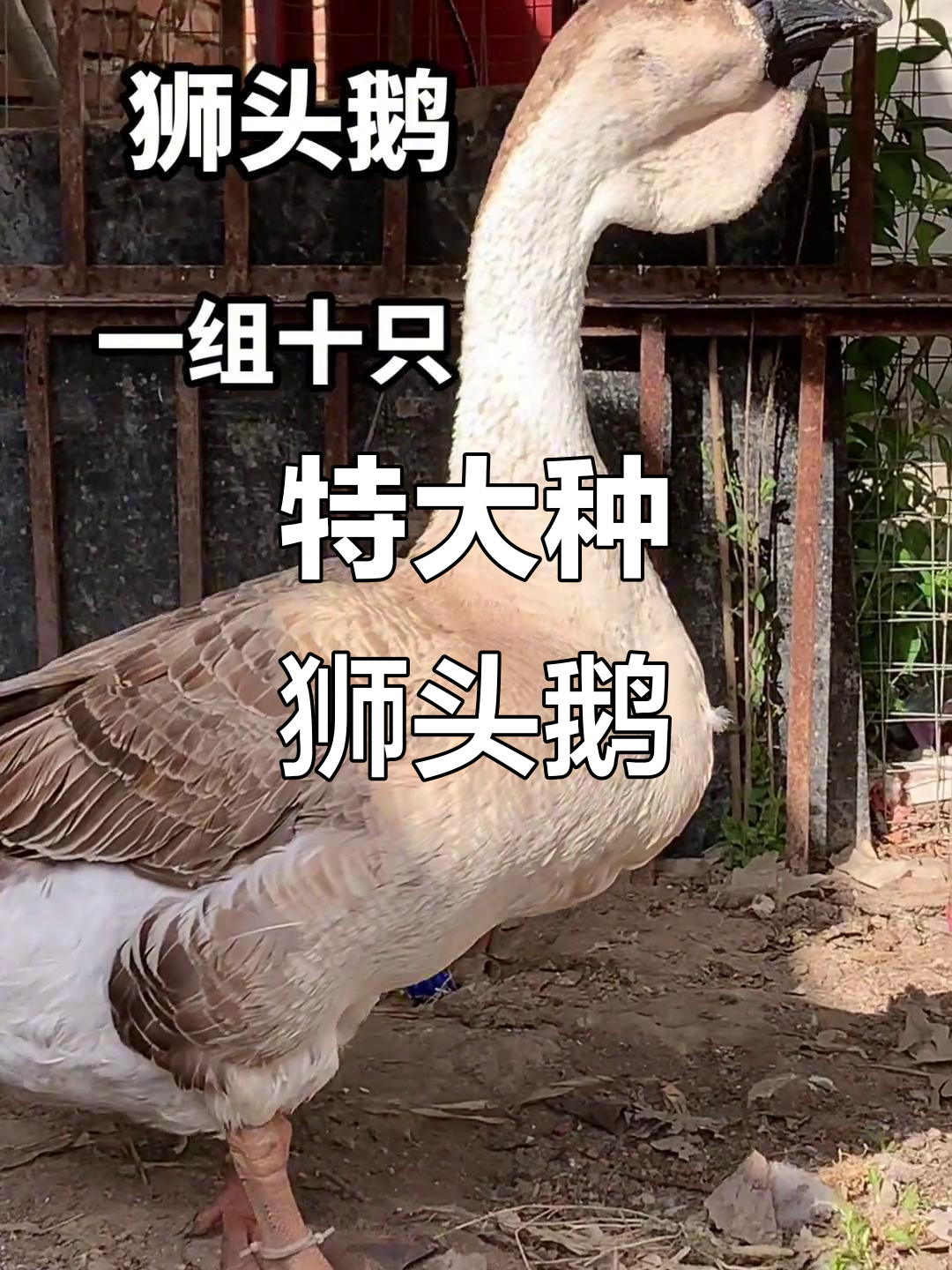 纯种狮头鹅苗,三个月长到二十斤,抗病力强