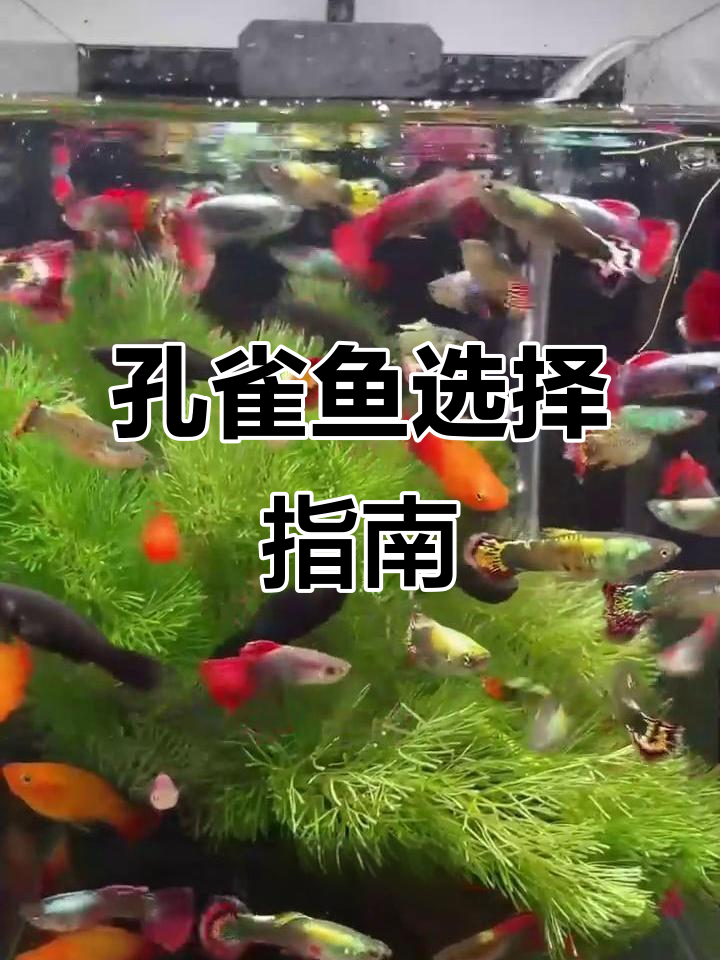 孔雀鱼种类繁多,新手选普通款,老手可尝试特色品种