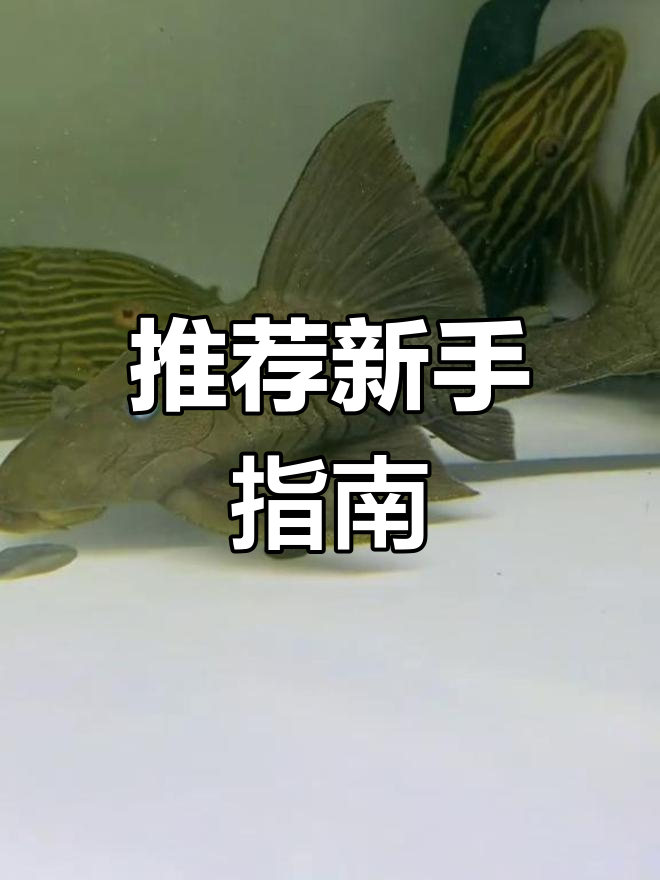 这些异型鱼适合新手,活泼易养,记得保持适宜水温哦!