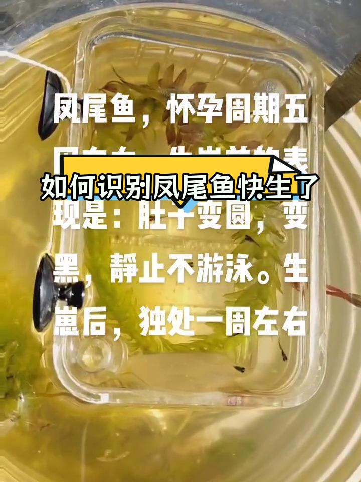 凤尾鱼产仔迹象判断