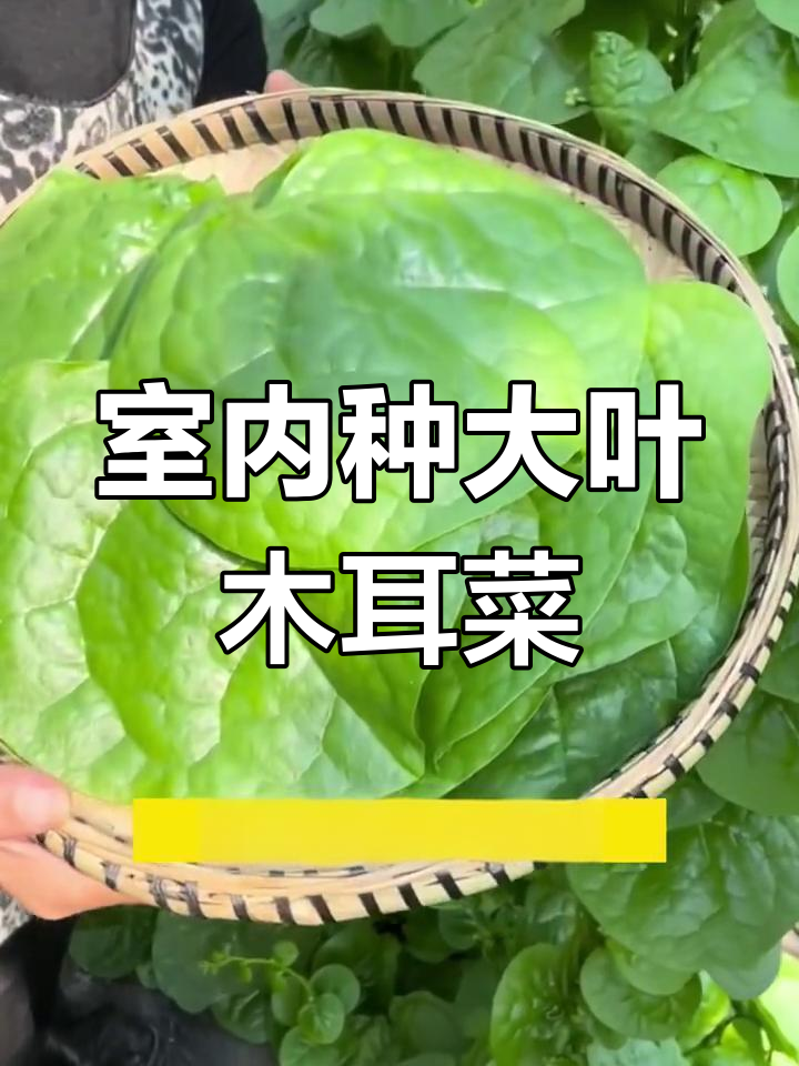 大叶木耳菜:营养丰富,简单种植的阳台蔬菜