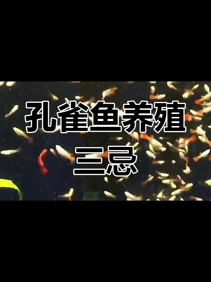 养孔雀鱼的三大禁忌,避免这些新手常犯的错误
