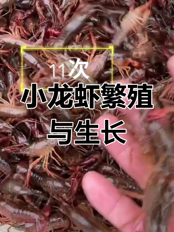 小龙虾养殖技术全解析:生殖习性、生长速度与退壳过程