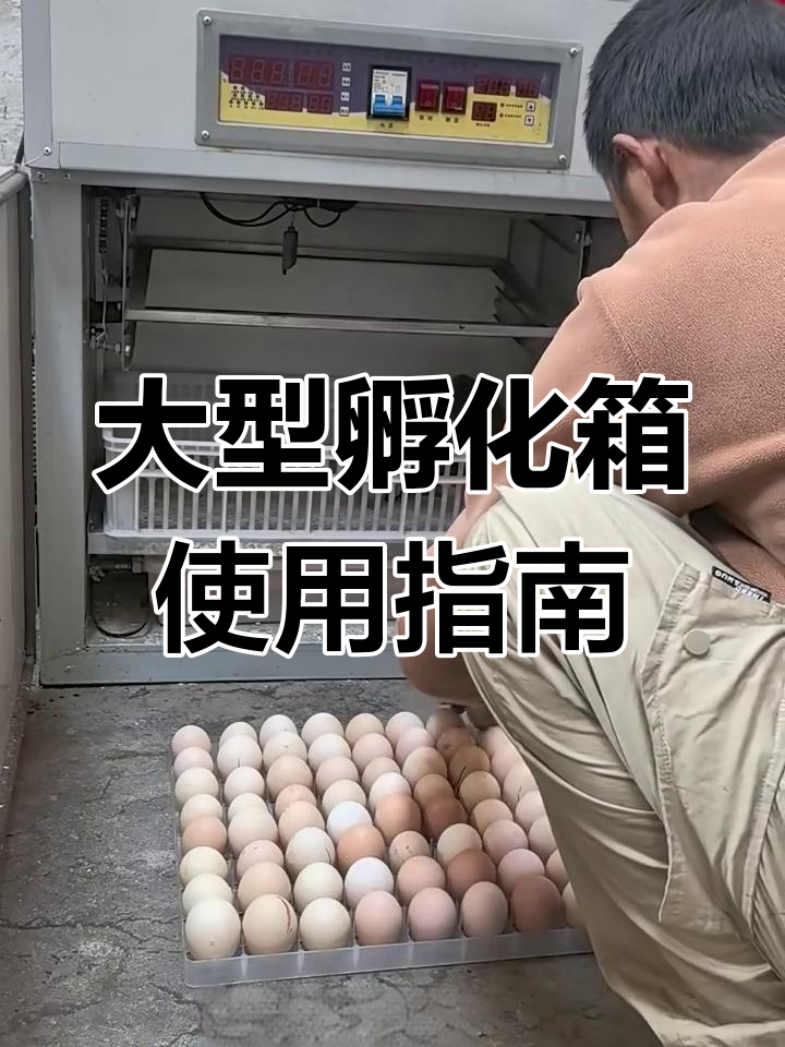 孵化机操作全流程,80多个种蛋能否成功孵出小鸡?