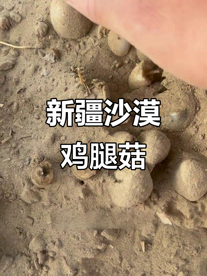 沙漠边上的野生鸡腿菇,嫩滑美味让人惊喜