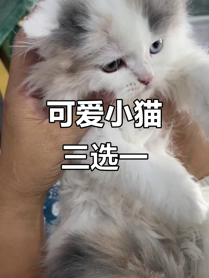 三只小猫开箱,蓝白英短、甜美包子脸和鸳鸯眼等你来挑