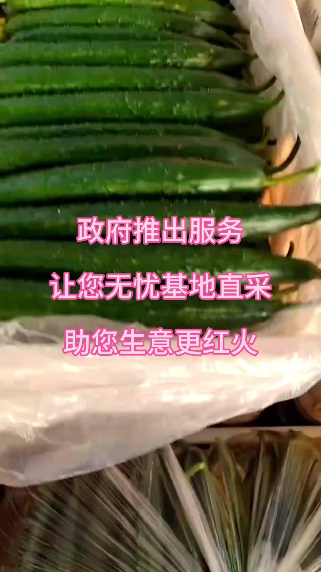 黄瓜常年供应 益泽供应链 蔬菜原产地优选