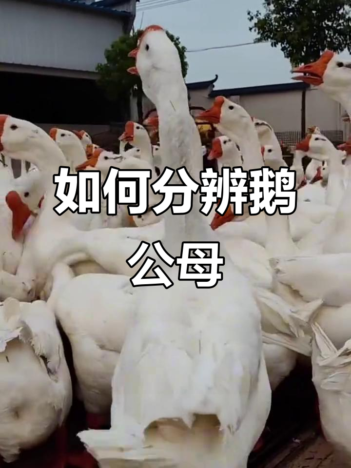 快速辨别鹅公母,掌握这些技巧轻松搞定