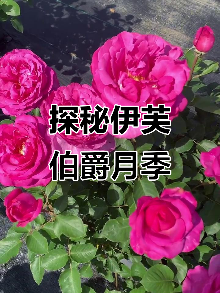 伊芙伯爵月季:大花浓香,了解更多品种