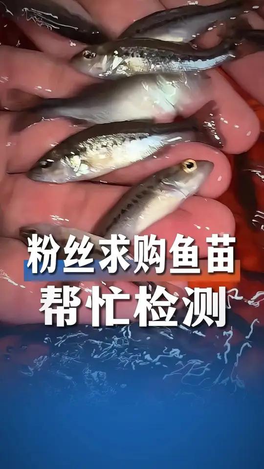 粉丝求购鲈鱼苗,帮忙做好检测#加州鲈鱼苗 #加州鲈