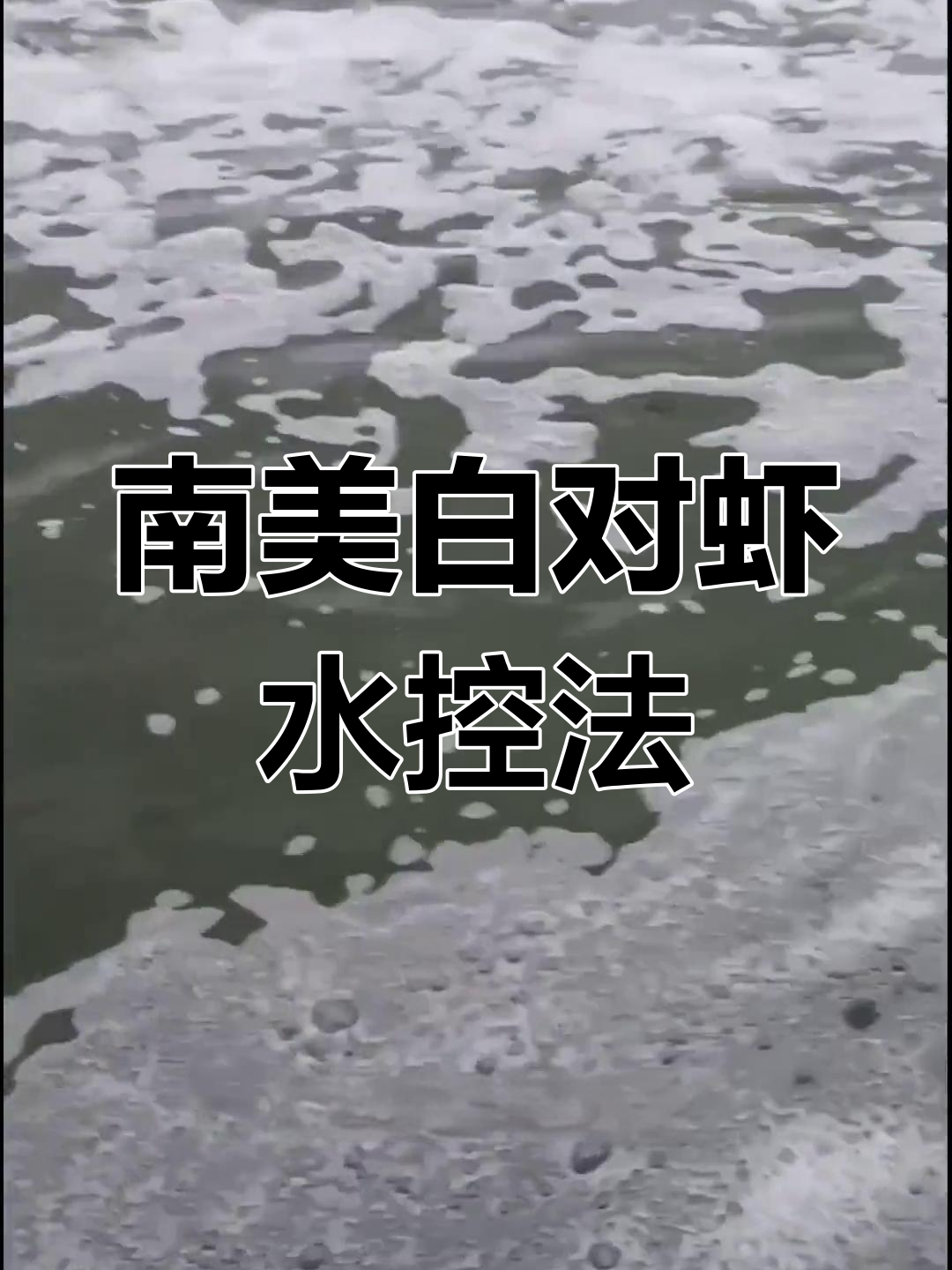藻类旺盛?南美白对虾养殖水质控制技巧大公开
