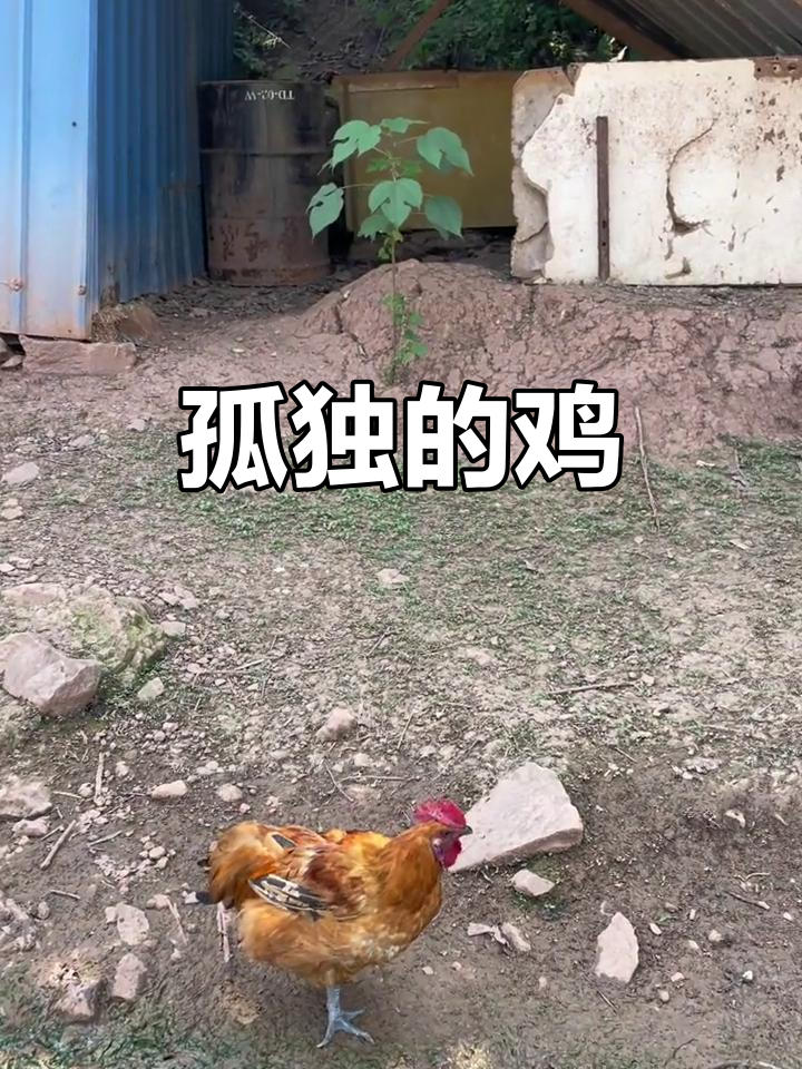 农业中的小奇迹,一只鸡独自坚强生存