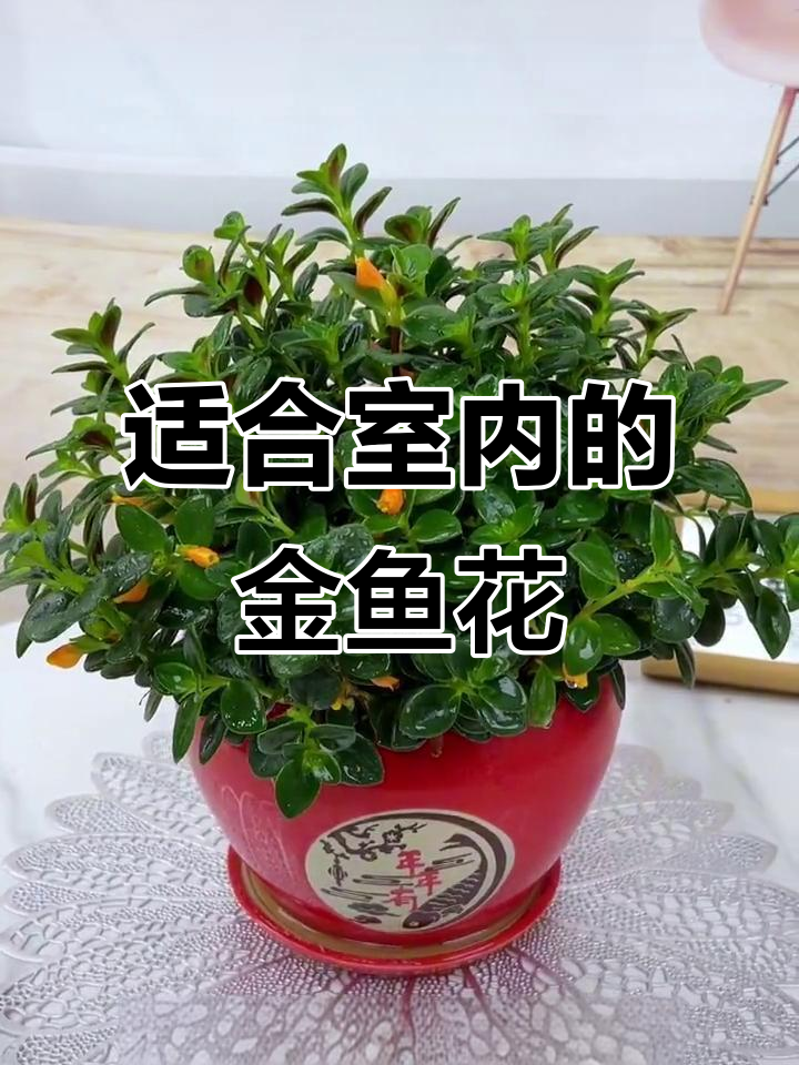 金鱼吊兰:室内必备的空气净化花卉,香气四溢让人心情愉悦