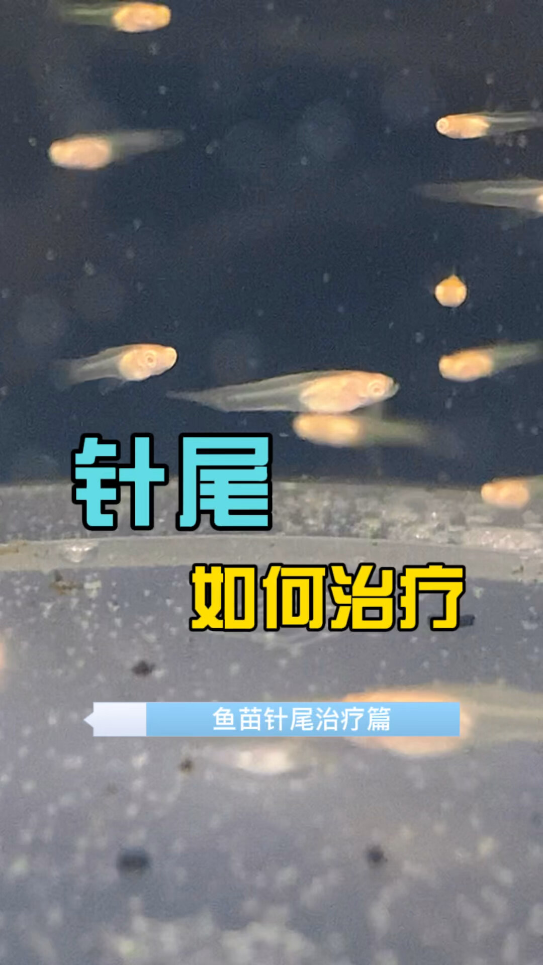 孔雀鱼苗针尾如何治疗