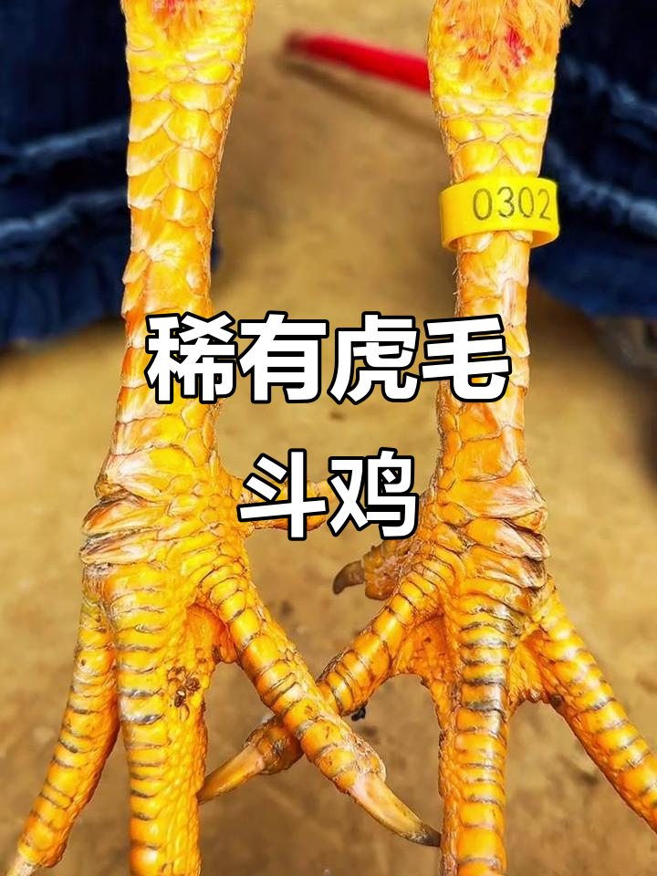 罕见虎毛斗鸡,六连大拐头与高头大脚完美结合