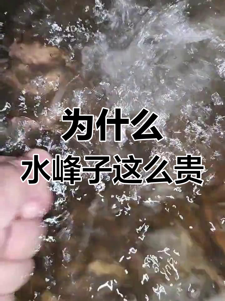 水蜂子鱼:童年噩梦,如今高价难求的秘密