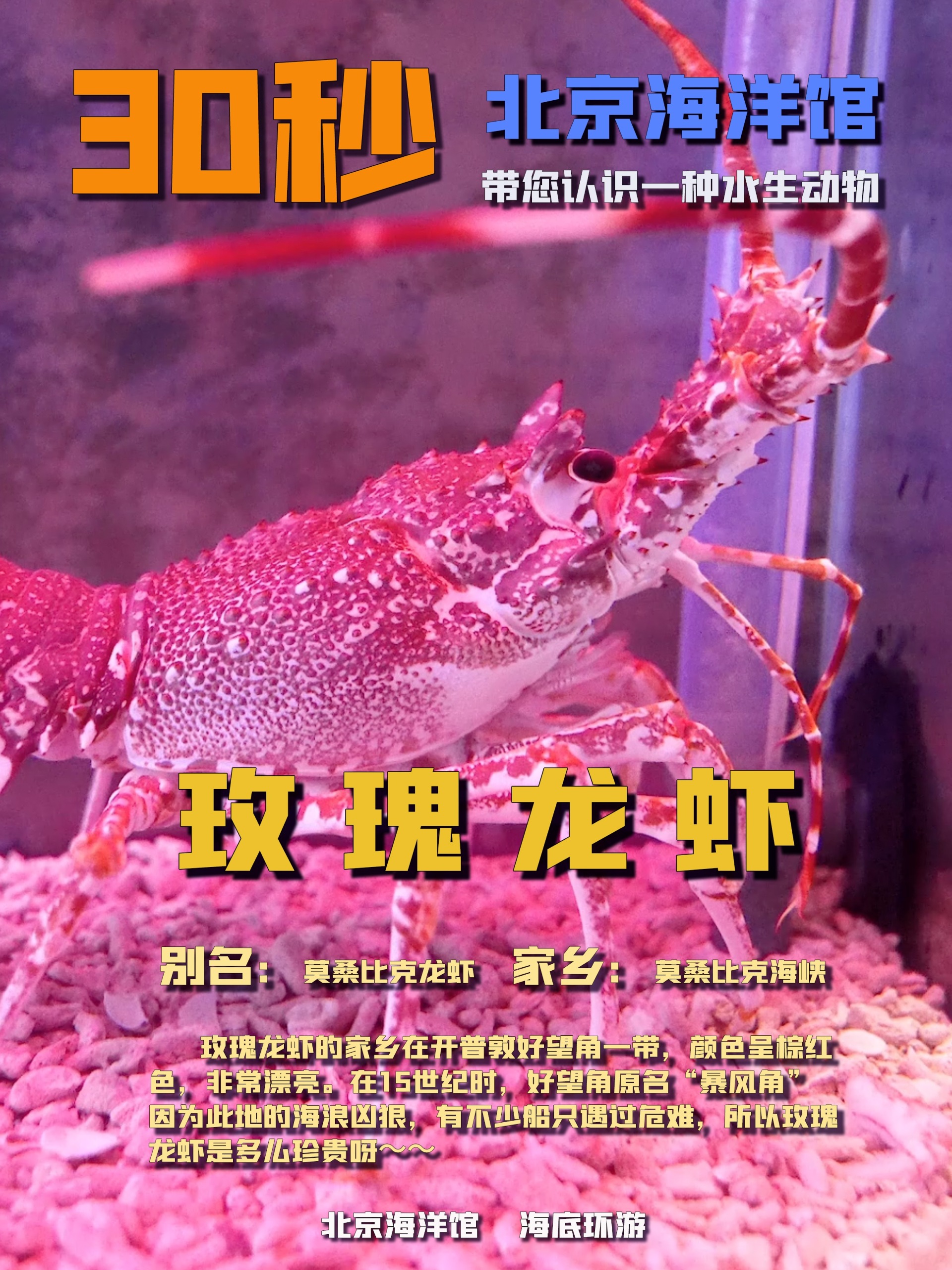 30秒带您认识一种水生动物——玫瑰龙虾