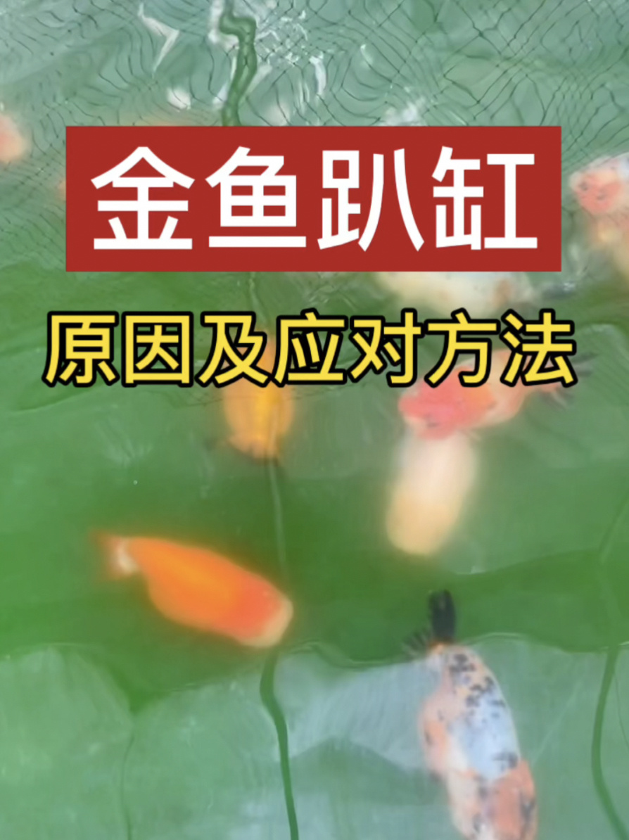 金鱼趴缸原因及应对方法