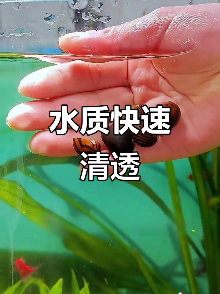鱼缸清洁神器，一夜清除藻类和残渣，水质瞬间清澈！
