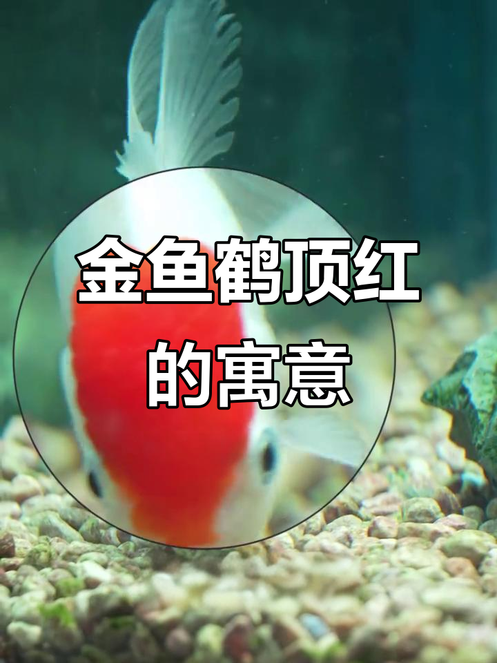 鹤顶红金鱼:鸿运当头的美丽象征