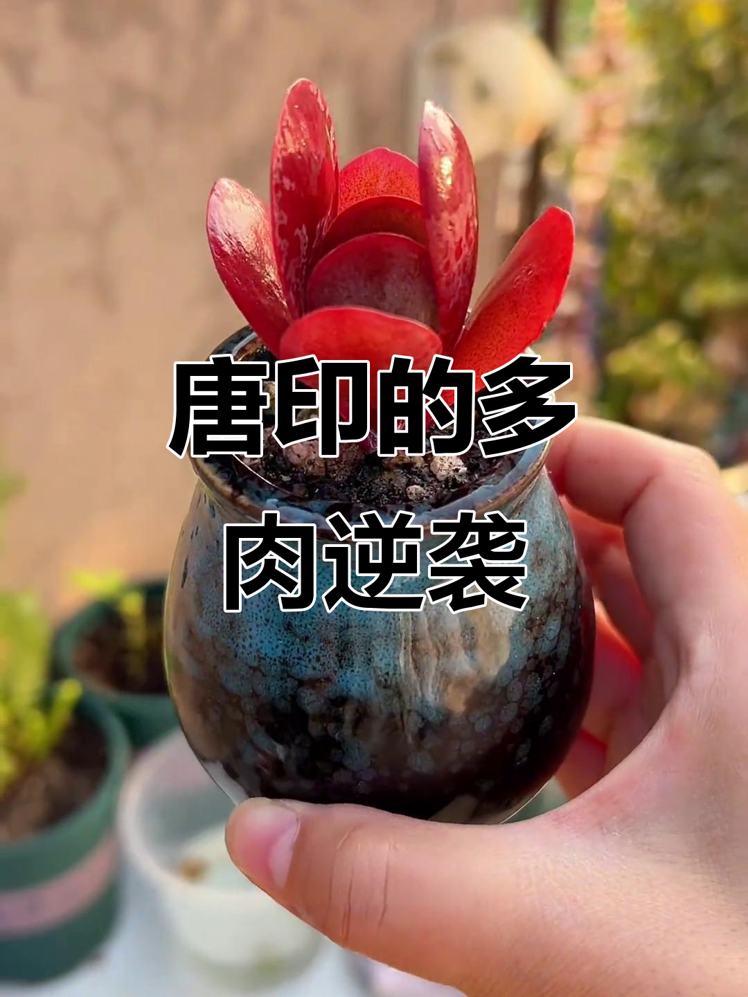 唐印的逆袭:从平凡到更好的自己,多肉植物的成长故事