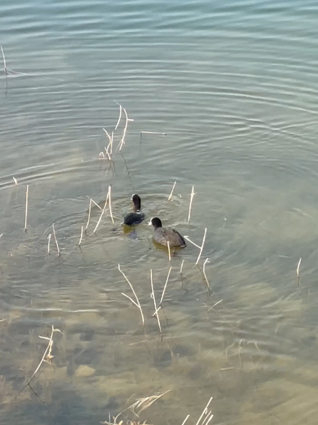 野鸭潜水觅食,野鸭的叫声你真的听到过吗