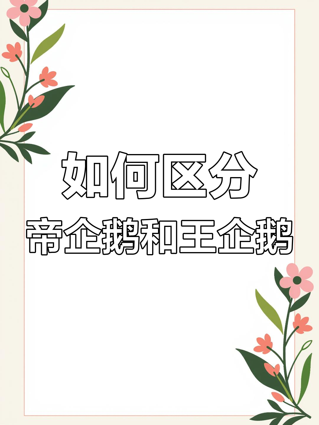 帝企鹅与王企鹅的区别解析