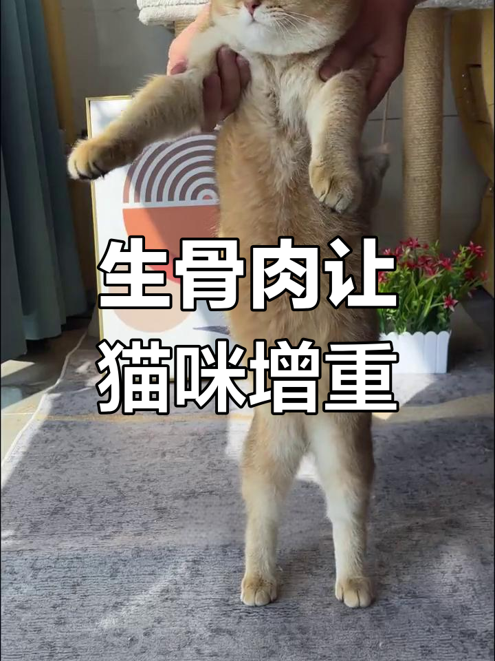 7个月猫咪如何从瘦弱变成9斤胖猫,生骨肉猫饭助力成长